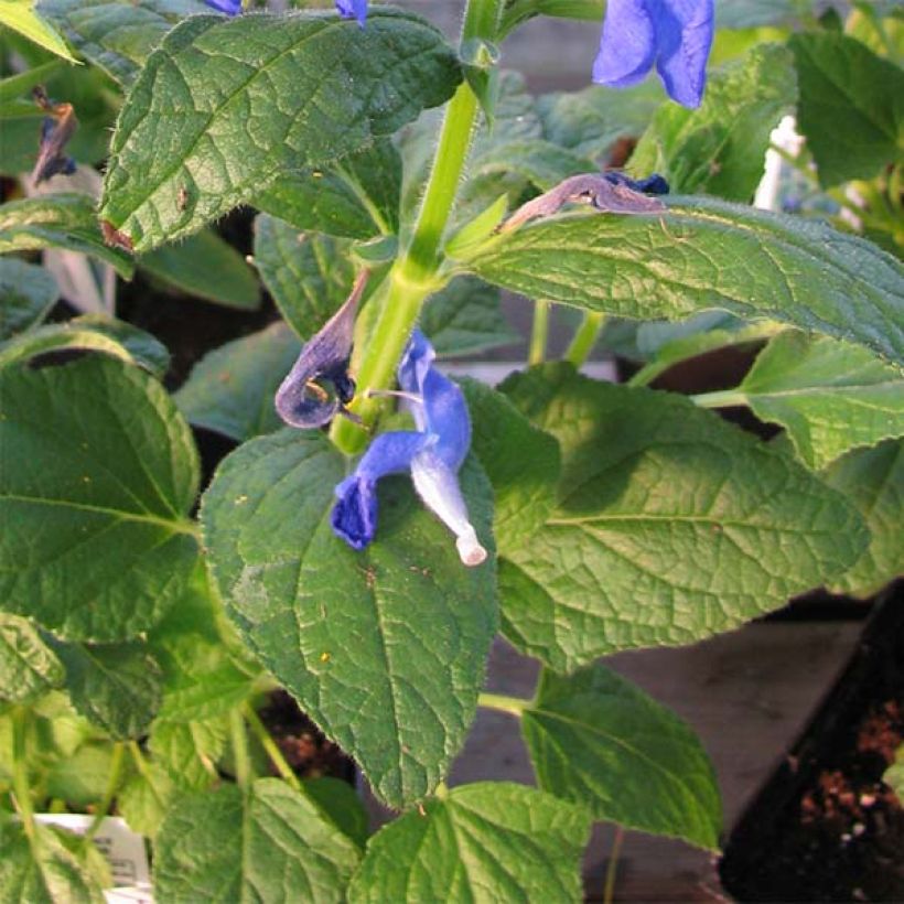 Salvia patens Royal Blue (Fogliame)