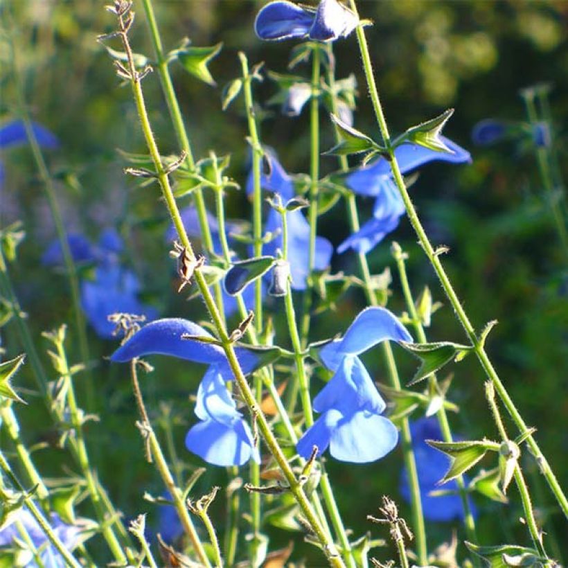 Salvia patens Royal Blue (Fioritura)