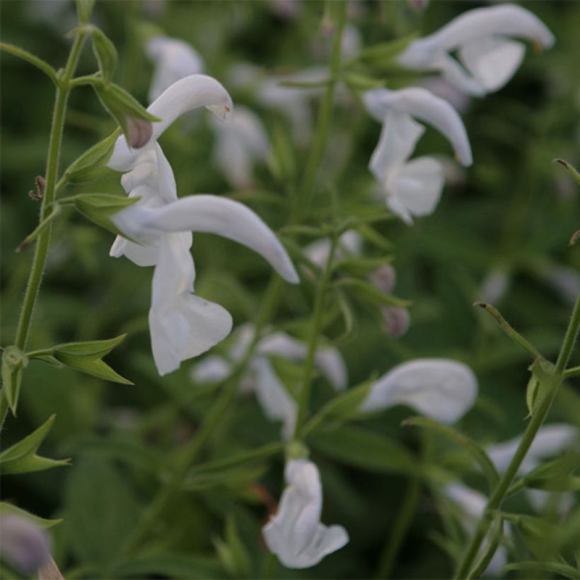 Salvia patens White Trophy - Salvia genziana (Fioritura)