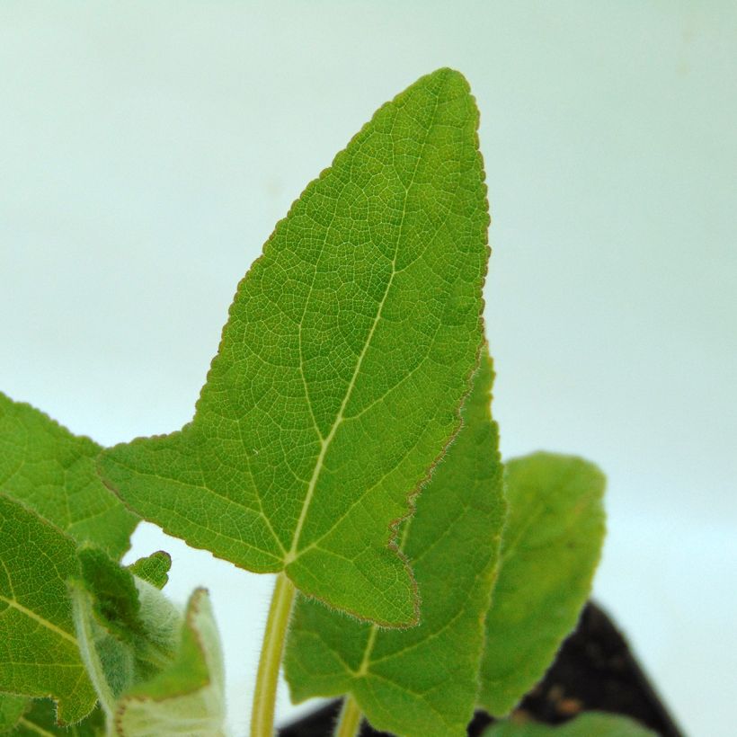 Salvia patens White Trophy - Salvia genziana (Fogliame)