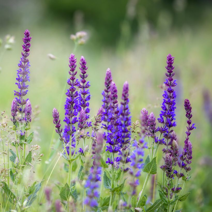 Salvia pratensis Lyrical Blues - Salvia dei prati (Porto)