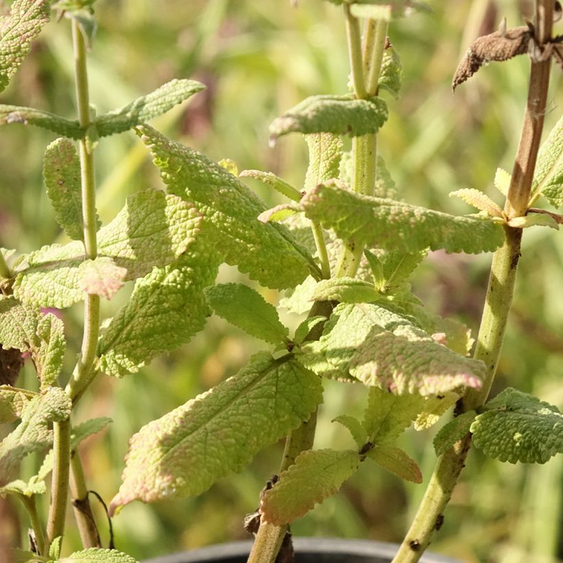 Salvia pratensis Lyrical Blues - Salvia dei prati (Fogliame)