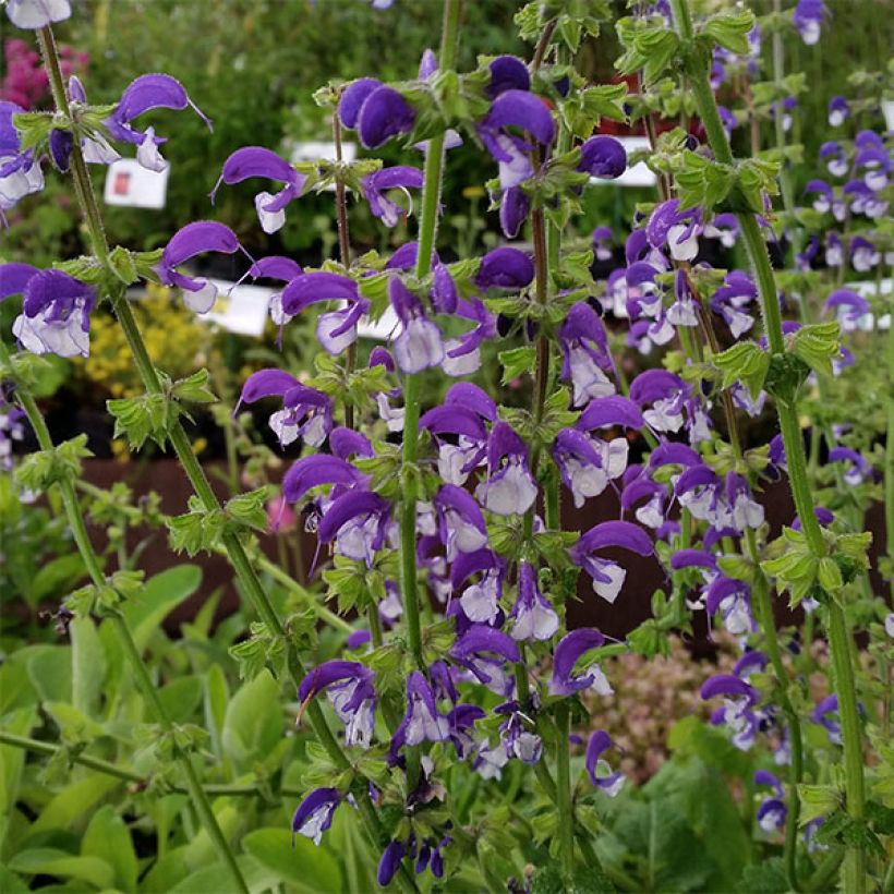 Salvia pratensis Madeline - Salvia dei prati (Fioritura)