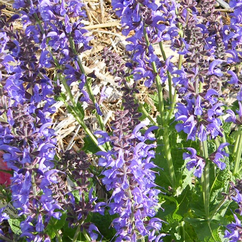 Salvia sylvestris Rhapsody in Blue (Fioritura)