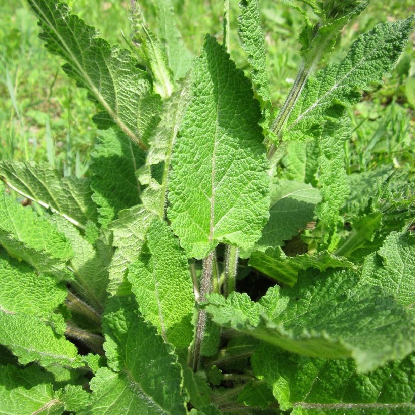 Salvia pratensis Sweet Esmeralda - Salvia dei prati (Fogliame)