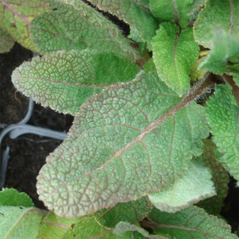 Salvia pratensis Eveline - Salvia dei prati (Fogliame)