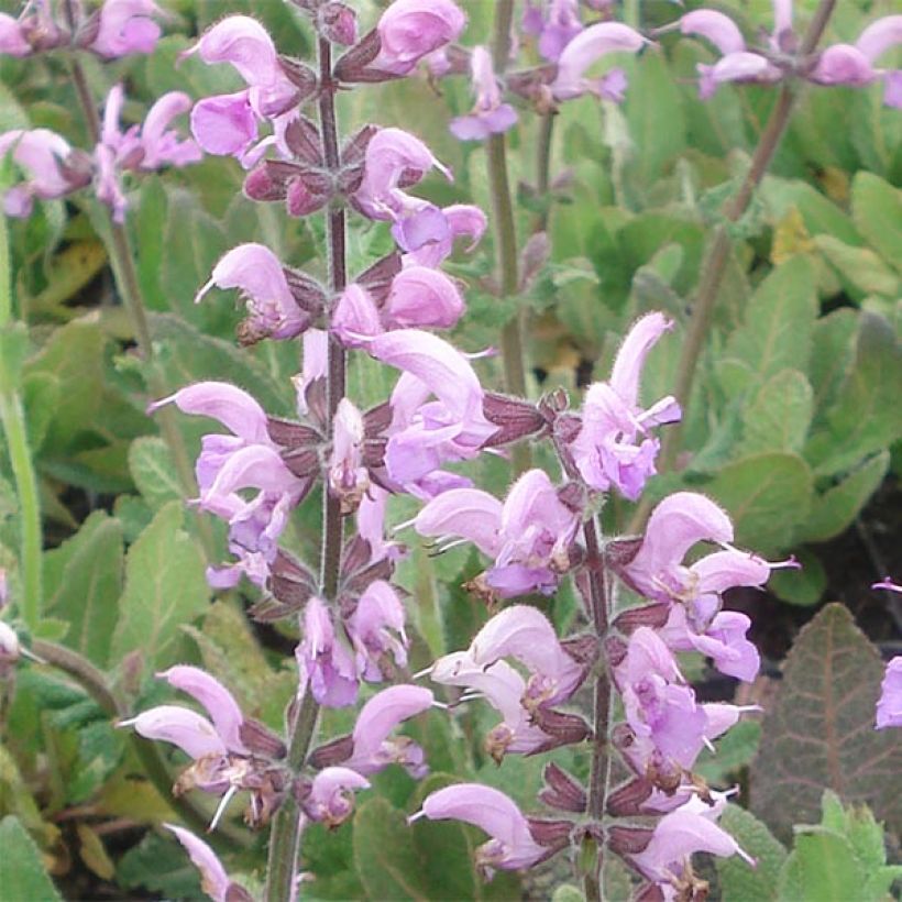 Salvia pratensis Eveline - Salvia dei prati (Fioritura)