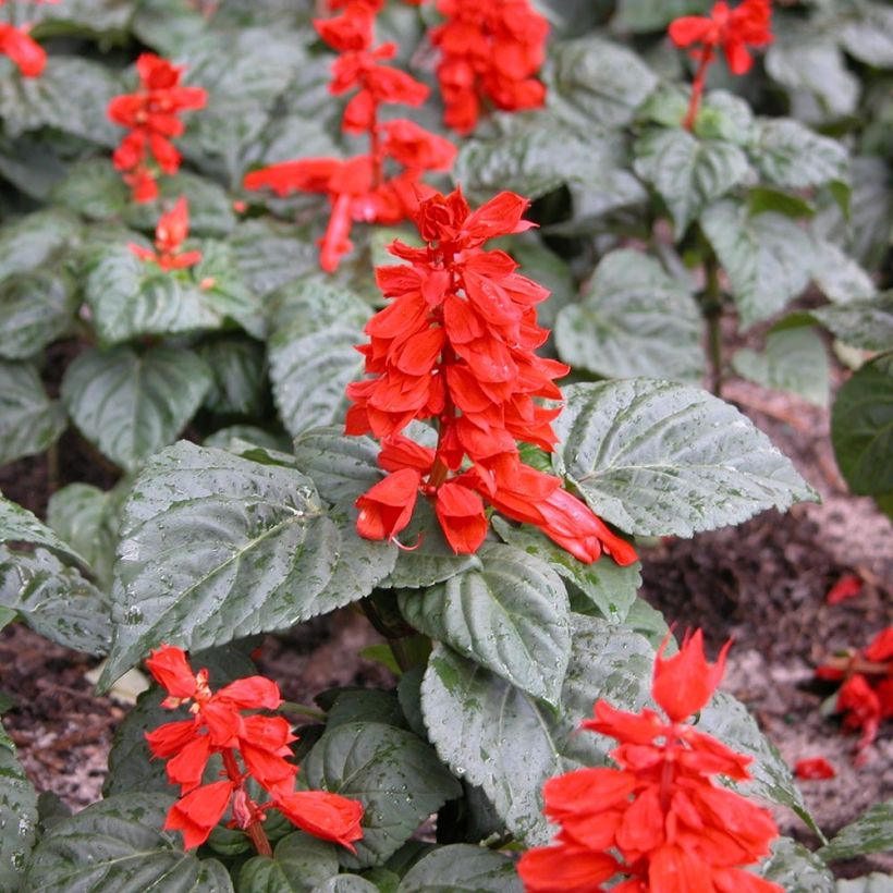 Salvia splendens Carambita - Salvia rossa (Porto)