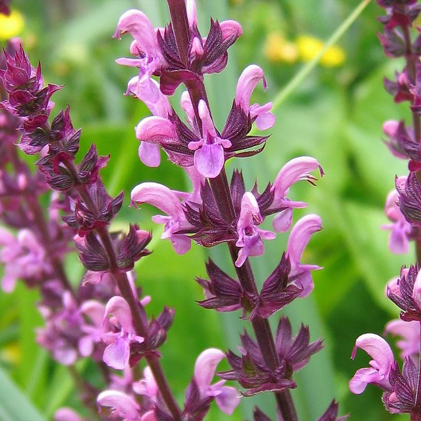 Salvia superba Reine Rose (Fioritura)