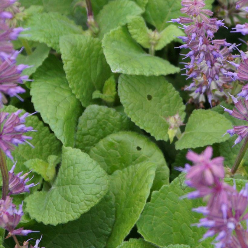 Salvia verticillata Endless Love - Salvia spuria (Fogliame)