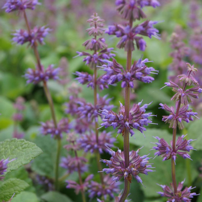 Salvia verticillata Endless Love - Salvia spuria (Fioritura)