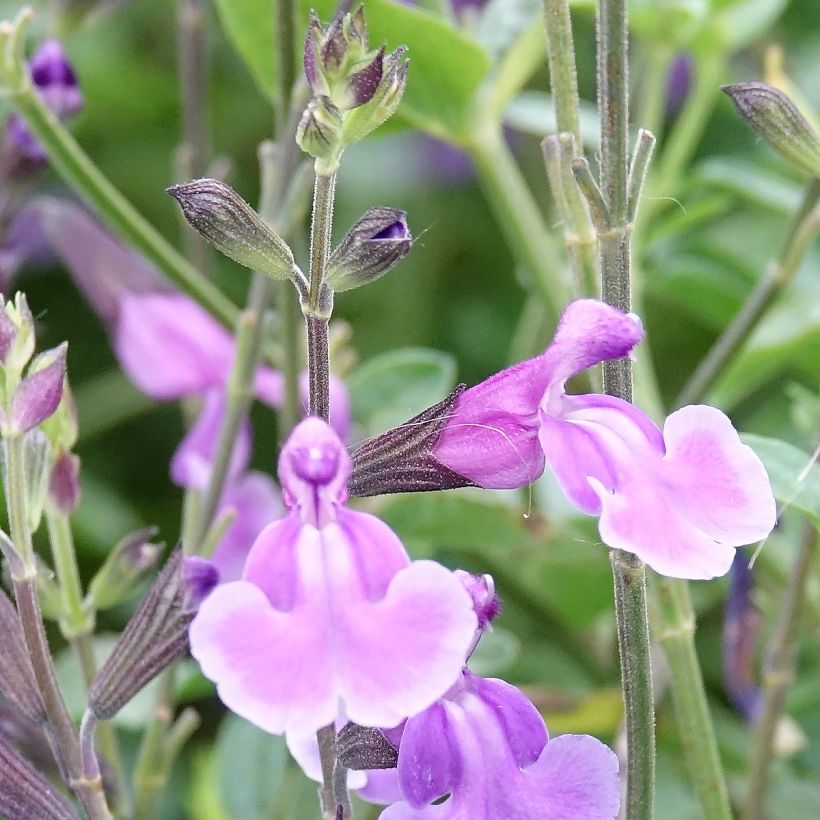 Salvia jamensis Carolus - Salvia arbustiva (Fioritura)