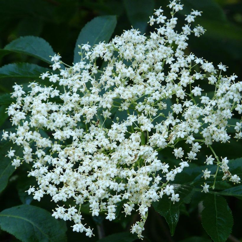 Sambucus nigra - Sambuco nero (Fioritura)