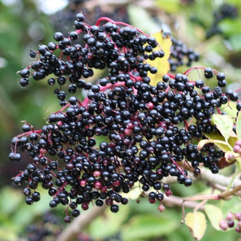 Sambucus nigra - Sambuco nero (Raccolta)