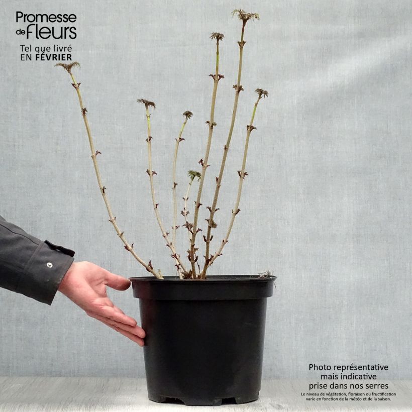 Sambucus nigra Golden Tower en pot de 10L. esemplare consegnato in inverno