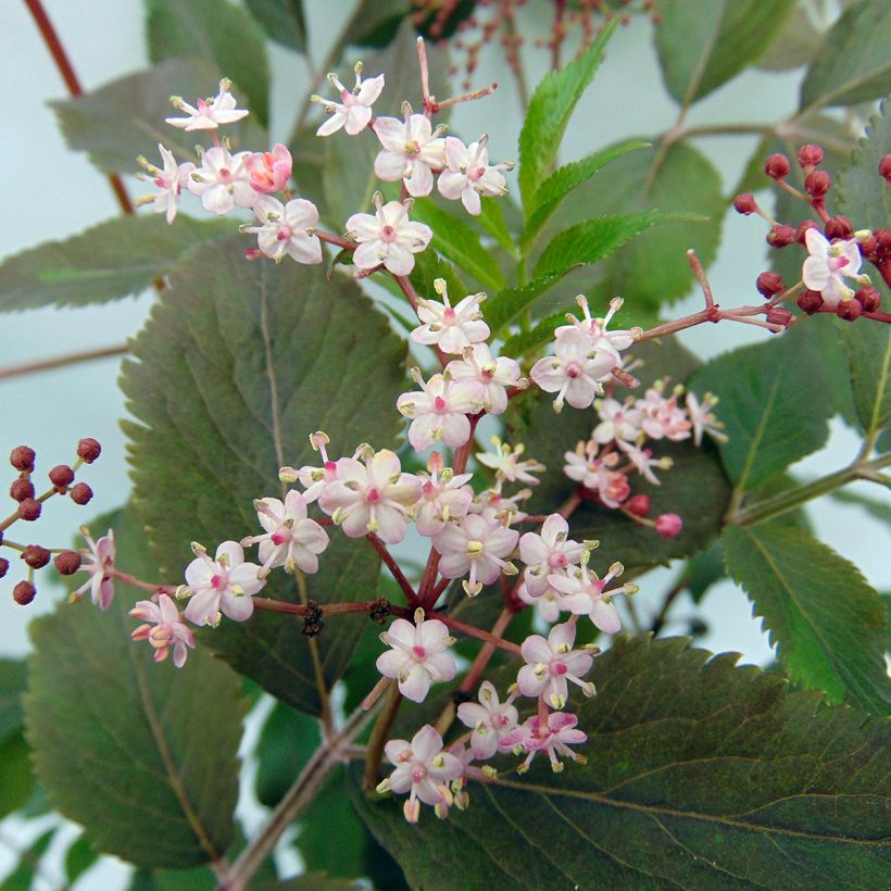 Sambuco nero Thundercloud (Fioritura)