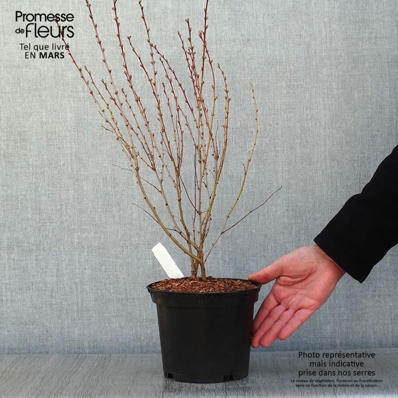 Sambucus nigra Thundercloud - Sureau noir Pot de 3L/4L esemplare consegnato in inverno