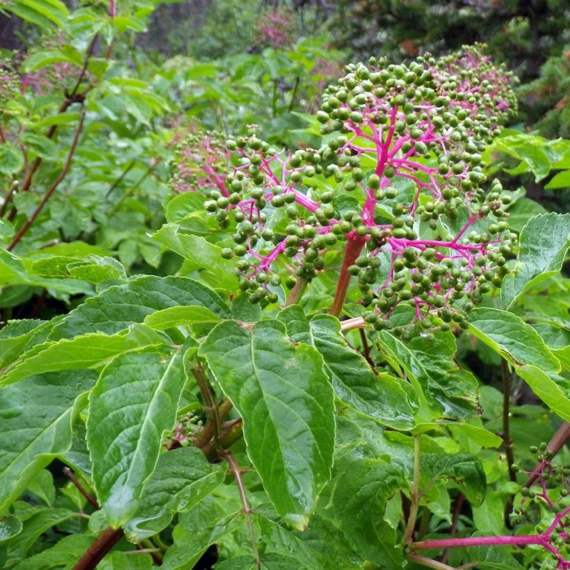 Sambucus racemosa - Sambuco rosso (Fogliame)