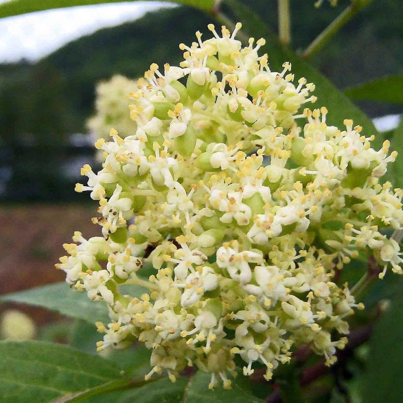 Sambucus racemosa - Sambuco rosso (Fioritura)