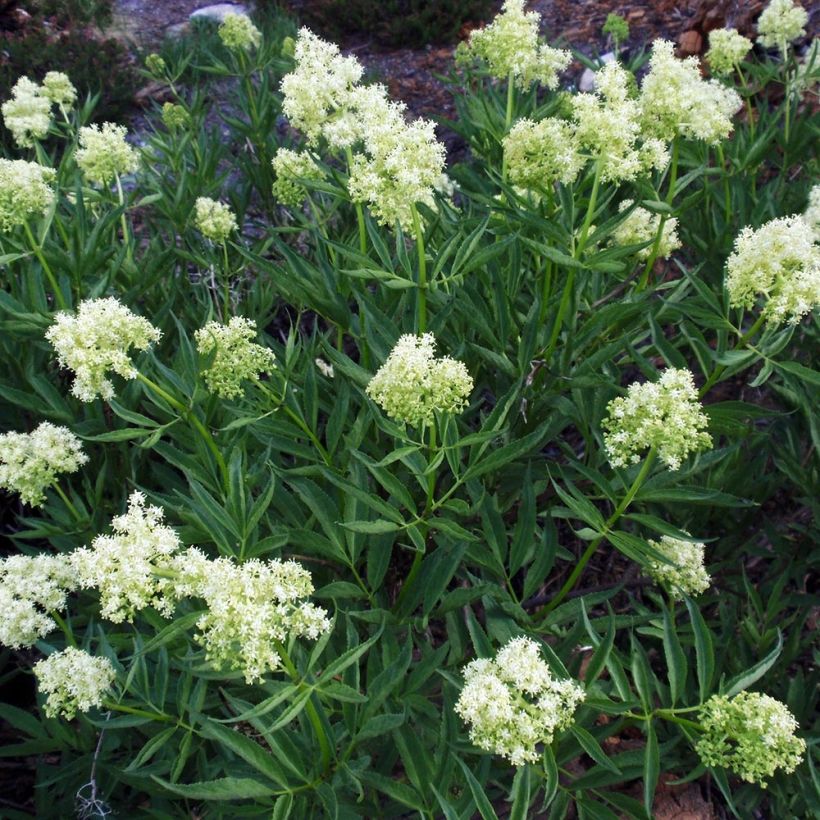 Sambucus racemosa - Sambuco rosso (Porto)