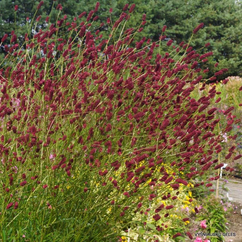 Sanguisorba tenuifolia Cangshan Cranberry (Fioritura)