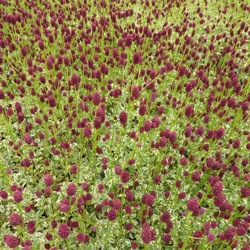 Sanguisorba Little Angel (Porto)