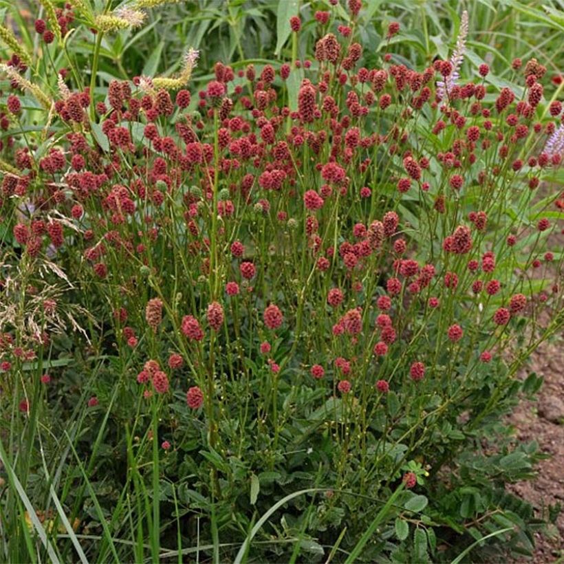 Sanguisorba Proud Mary (Fioritura)