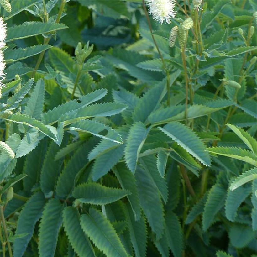 Sanguisorba canadensis (Fogliame)