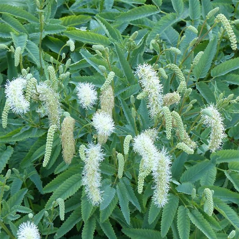 Sanguisorba canadensis (Fioritura)