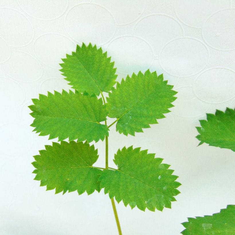 Sanguisorba menziesii (Fogliame)