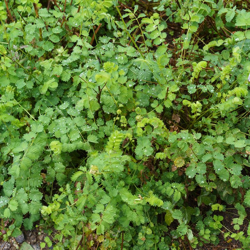 Sanguisorba minor - Pimpinella (Porto)