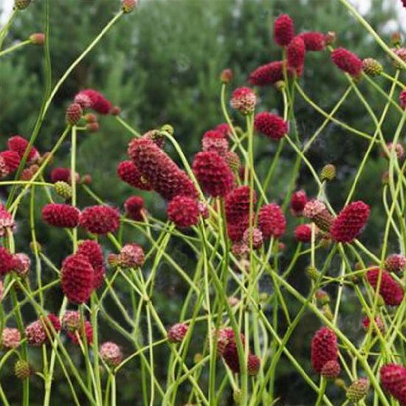 Sanguisorba officinalis Arnhem - Salvastrella maggiore (Fioritura)