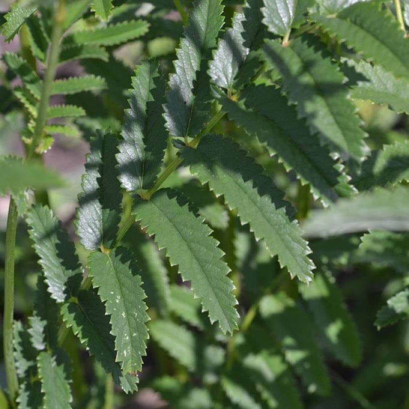 Sanguisorba officinalis Morning Select - Salvastrella maggiore (Fogliame)