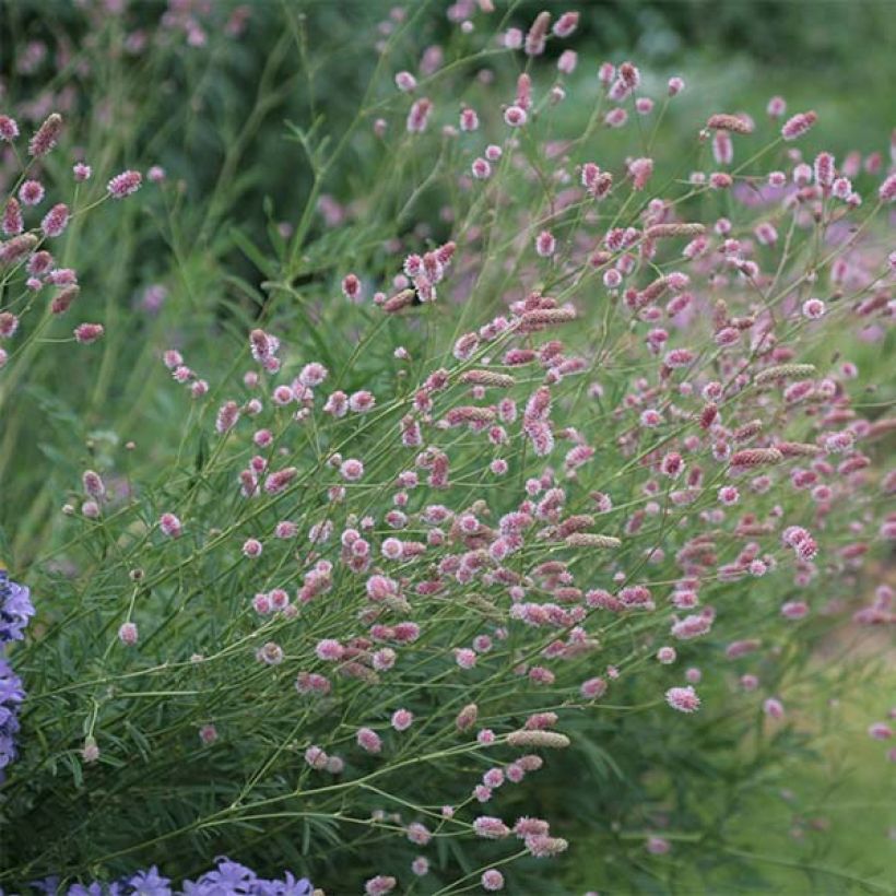 Sanguisorba officinalis Pink Tanna - Salvastrella maggiore (Porto)