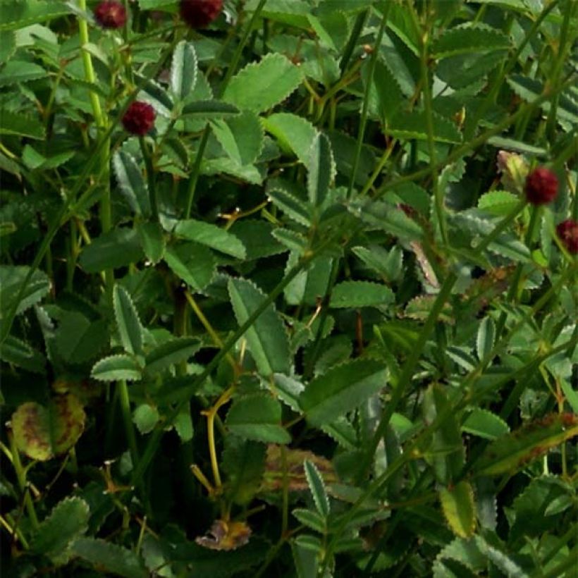 Sanguisorba officinalis Tanna - Salvastrella maggiore (Fogliame)