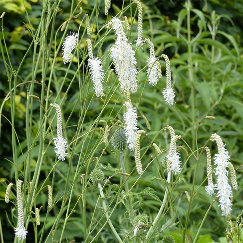 Sanguisorba tenuifolia Alba (Fioritura)