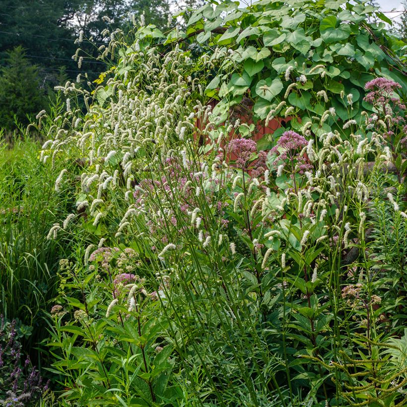 Sanguisorba tenuifolia Alba (Porto)