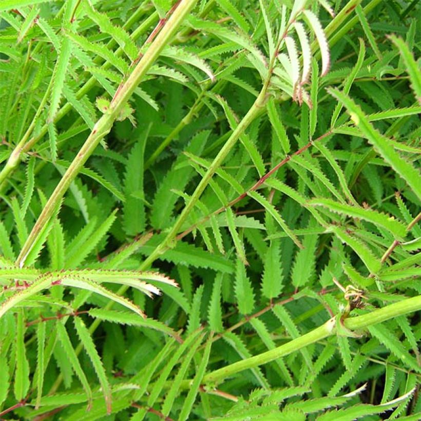 Sanguisorba tenuifolia Pink Elephant (Fogliame)