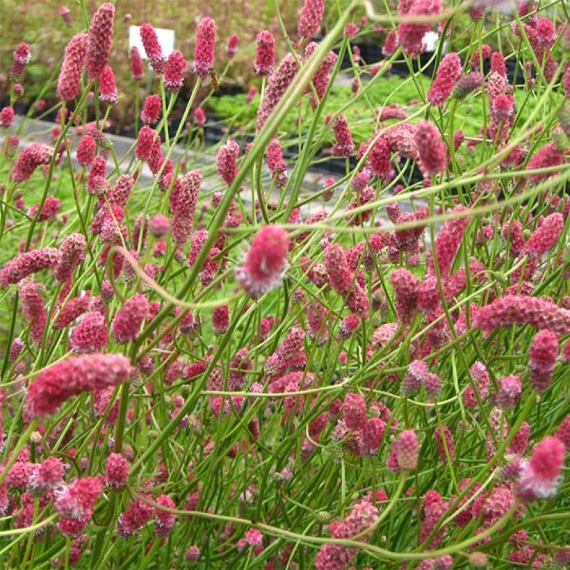 Sanguisorba tenuifolia Pink Elephant (Fioritura)