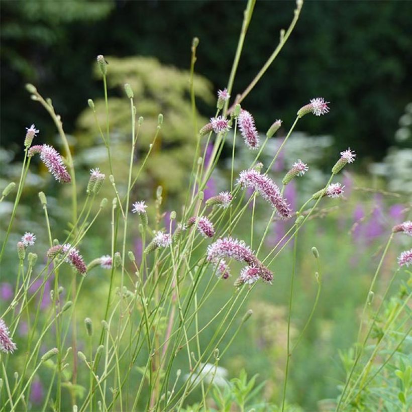 Sanguisorba tenuifolia var. purpurea (Fioritura)