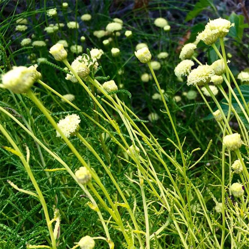 Santolina virens Lemon Fizz (Fioritura)