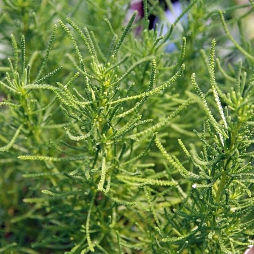 Santolina virens - Crespolina verdeggiante (Fogliame)