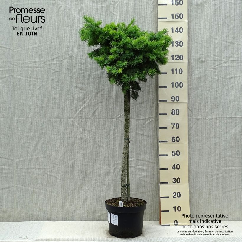 Sapin de Douglas - Pseudotsuga menziesii Fletcheri Pot de 7.5L/10L esemplare consegnato in primavera