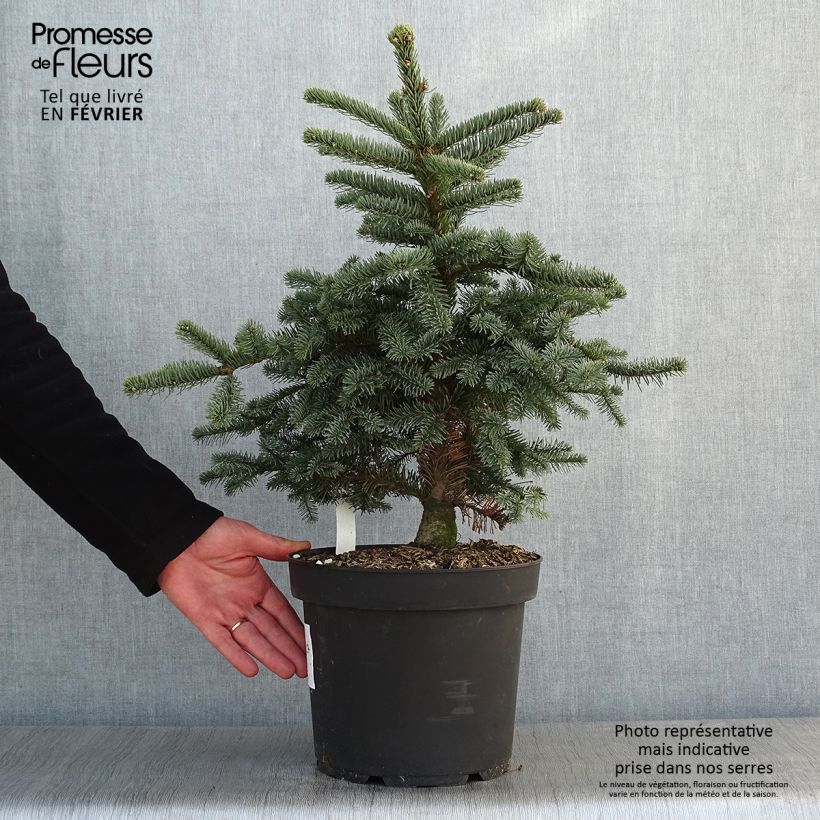 Sapin noble - Abies procera Bizarro                Pot de 7,5L/10L esemplare consegnato in inverno