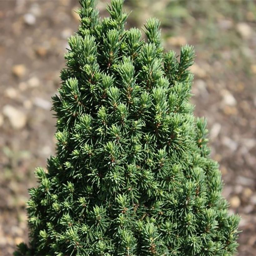 Picea glauca Piccolo (Fogliame)