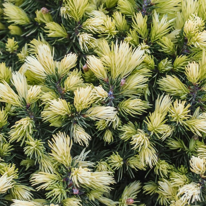 Picea glauca Sun on the Sky (Fogliame)