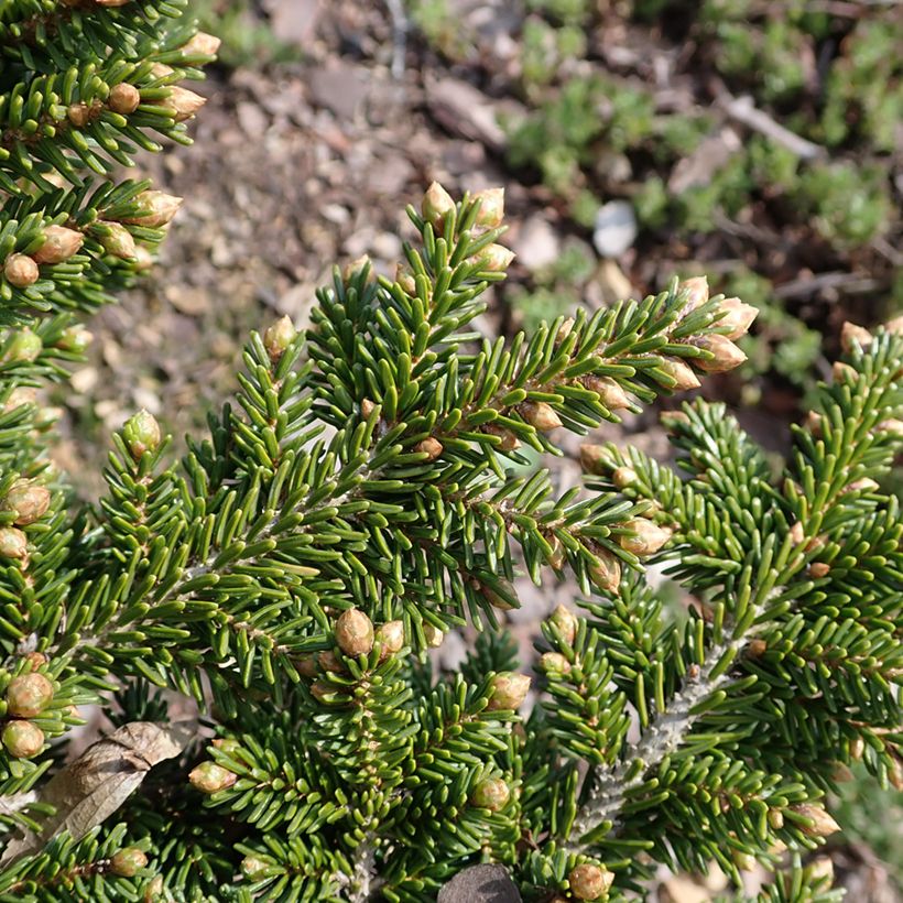 Picea orientalis Jewel (Fogliame)