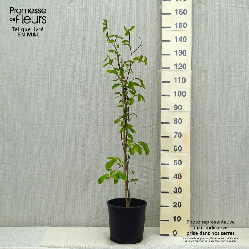 Sapium japonicum - Neoshirakia japonica Pot de 12L/15LHauteur livrée env. 120cm esemplare consegnato in primavera