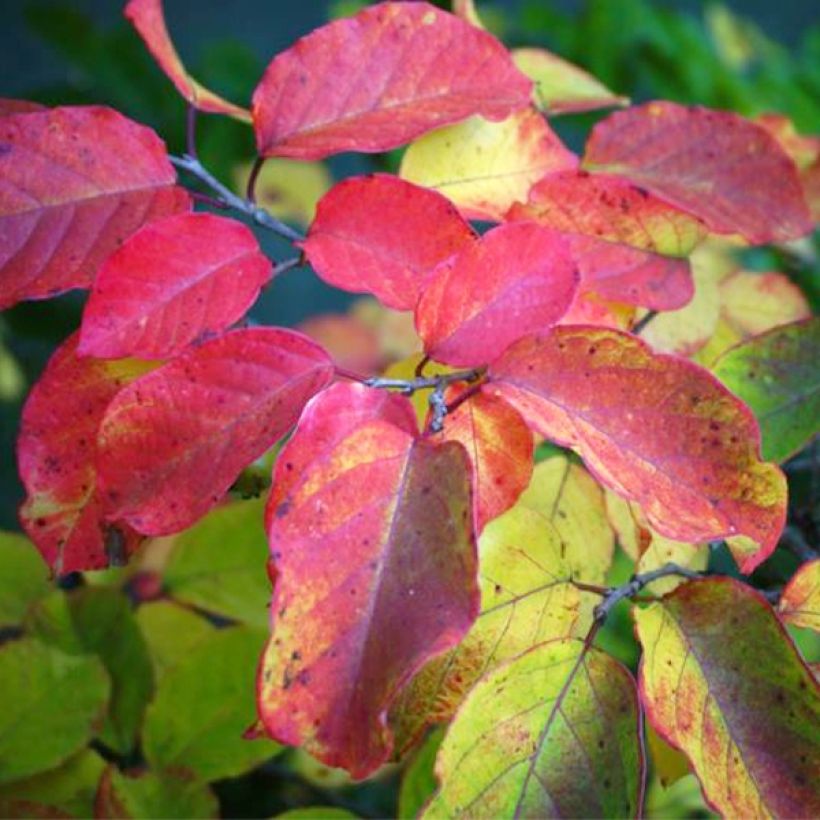 Sapium japonicum (Fogliame)