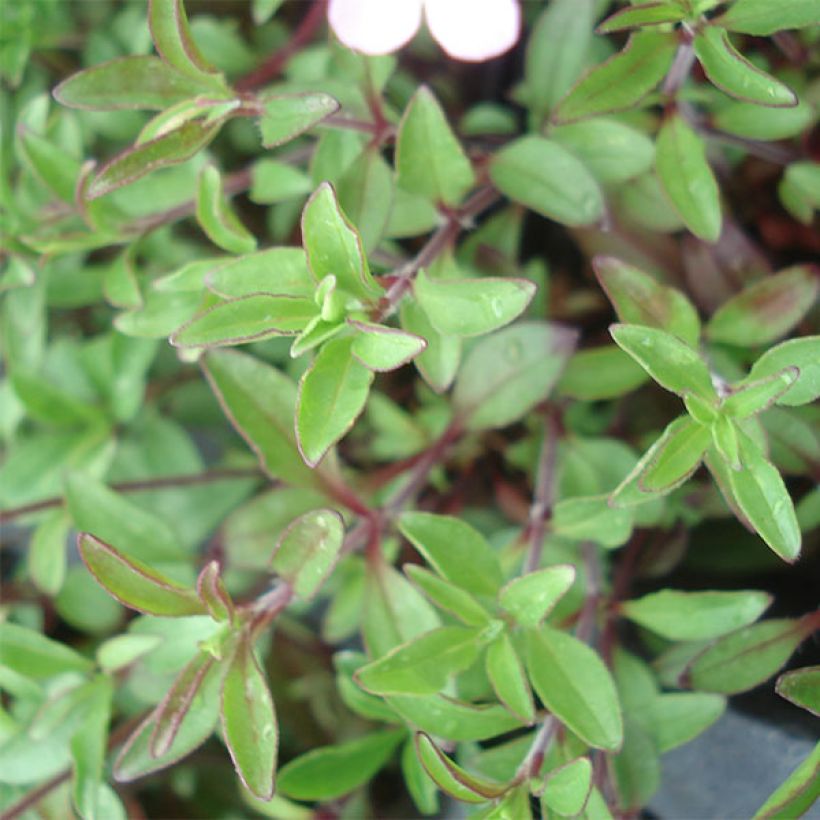 Saponaria ocymoides - Saponaria rossa (Fogliame)